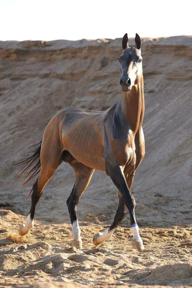 Akhal-Teke Horses